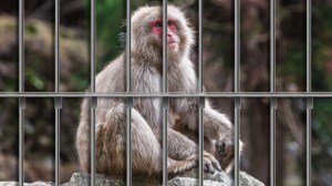 Japanese macaque monkey behind bars