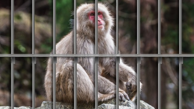 Japanese macaque monkey behind bars