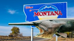 117-Pound Paddlefish That Avoided Capture Since The Bush Administration Caught In Montana