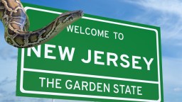 8-Foot Burmese Python With A Fat Belly Full Of Possum Found In New Jersey Homeowner’s Garden