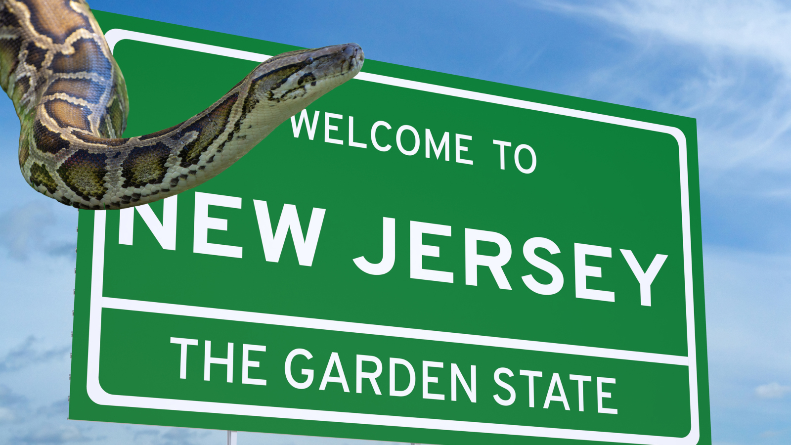 Are There Burmese Pythons In New Jersey? Resident Found One