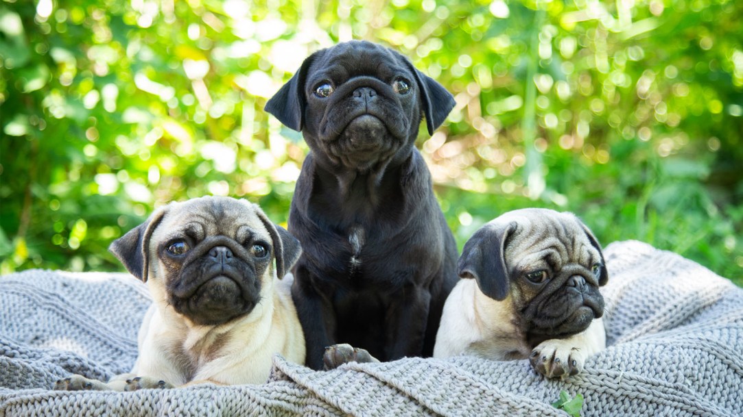 pugs-in-a-basket