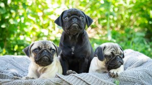 pugs-in-a-basket