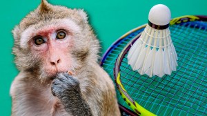 Rhesus macaque monkey next to badminton equipment