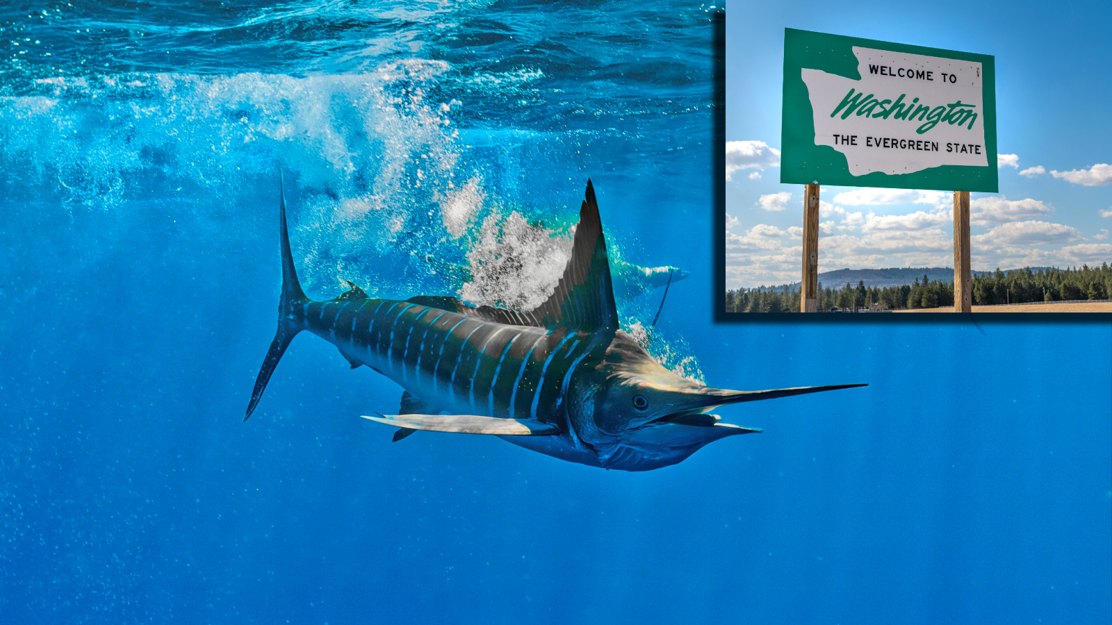 Striped Marlin fish next to a Welcome to Washington state sign