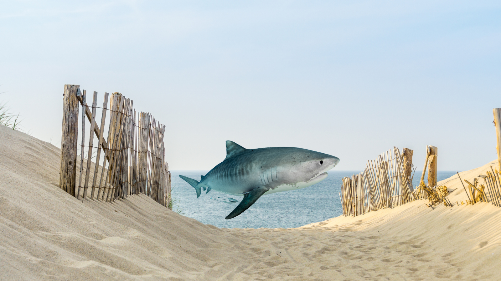 tiger shark caught in Cape Cod