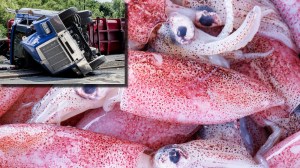 truck accident next to background of raw squid