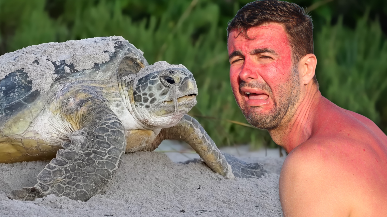 A Turtle Is Terrorizing Beachgoers In Croatia After Biting Five People During A Rampage With No End In Sight