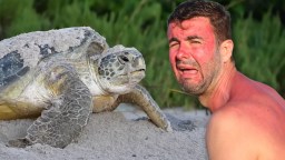 A Turtle Is Terrorizing Beachgoers In Croatia After Biting Five People During A Rampage With No End In Sight