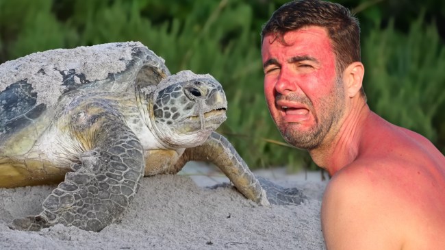 Turtle next to crying man on a beach