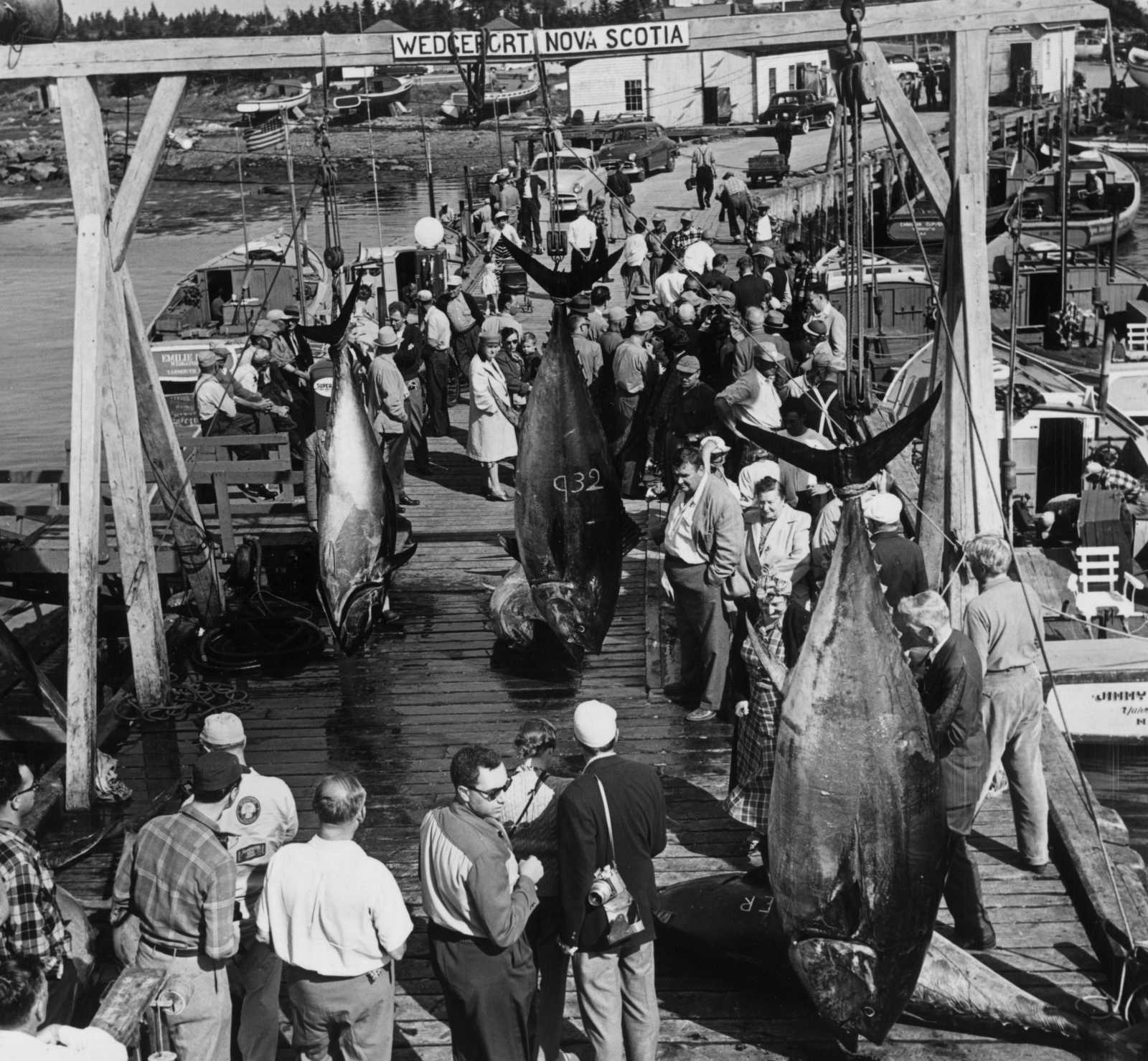 Anglers at a three-day Annual International Tuna Cup Match held at Wedgeport, Nova Scotia. Tuna already caught are on display including a 932lb tuna caught by a non-competitor in September 1951