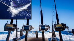 Three Fish Caught At 2026 ‘White Marlin Open’ Earned Over $1M Each With 80-Pounder Worth $3.5M Top Prize