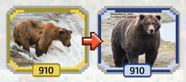 Bear 910