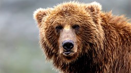 Moose Hunter Who Miraculously Survived Bear Attack In Alaska Says He’s ‘Glad’ He ‘Blacked Out’