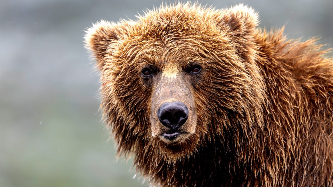 Alaska-Brown-Bear