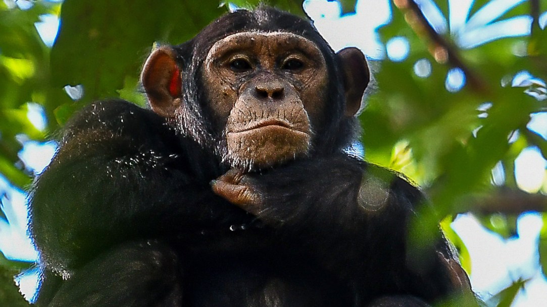 Chimpanzee-Resting-in-Tree