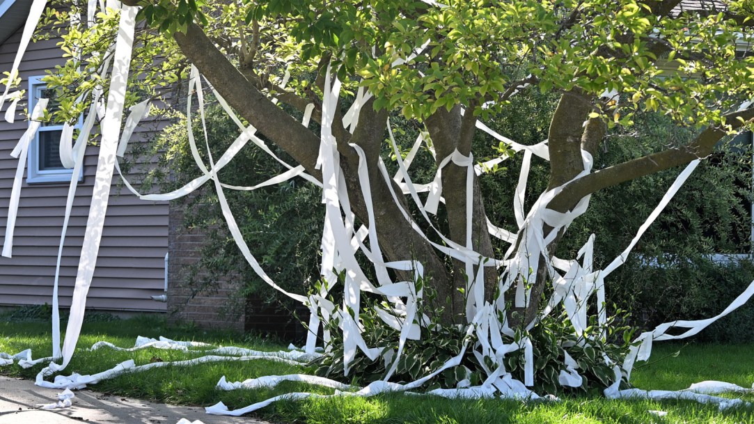 Toilet-Paper-on-Tree-stock-photo
