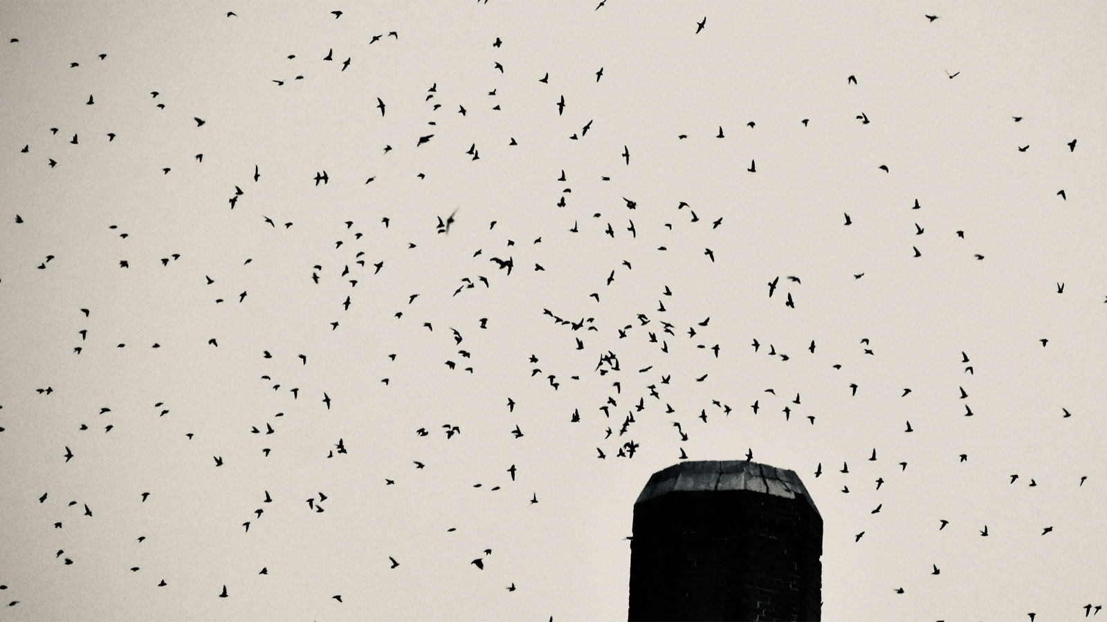 Thousands Of Birds Swarm Church In Oregon, Vanish Down Building's Chimney In Scene Straight Out Of A Horror Movie