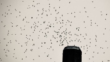Thousands Of Birds Swarm Church In Oregon, Vanish Down Building’s Chimney In Scene Straight Out Of A Horror Movie