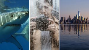 shark in shallow water (l) Woman Films New Jersey Floods (c) New Jersey view (r)