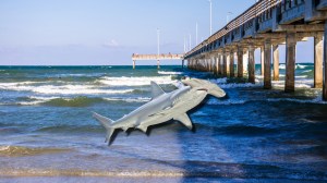 large albino hammerhead shark next to the Johnnie Mercers Fishing Pier in Wrightsville, North Carolina