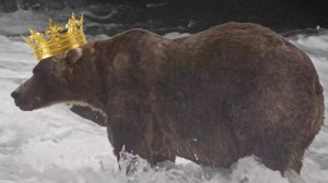 2026 Fat Bear Week winner Backpack