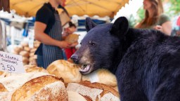 Bear Invades Farmer’s Market In Aspen, Colorado Before Helping Itself To A Loaf Of Bread (Video)