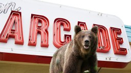 Colorado Officer Catches Large Bear Walking Into An Arcade: ‘Don’t You Go Up There!’