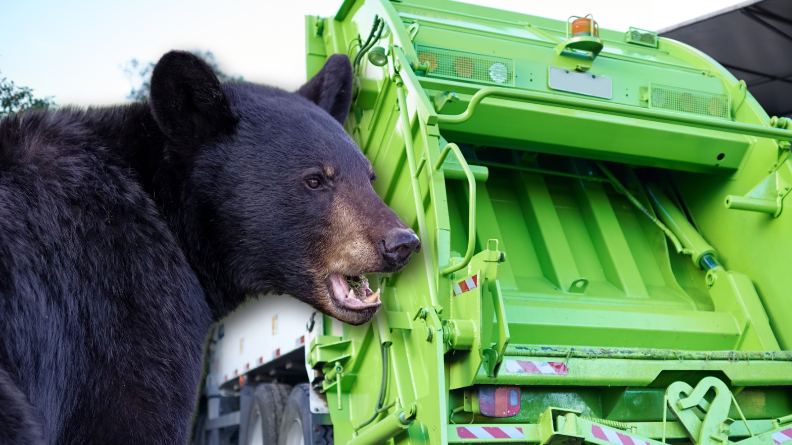 Colorado Trash Workers Accidentally Dumped A Bear Into Their Garbage Truck After It Snuck Inside A Dumpster (Video) Colorado Trash Workers Accidentally Dumped A Bear Into Their Garbage Truck After It Snuck Inside A Dumpster (Video)