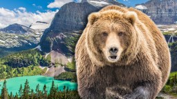 Visitors At Montana National Park Scramble To Evade Charging Grizzly That Was More Concerned With Chasing A Squirrel (Video)