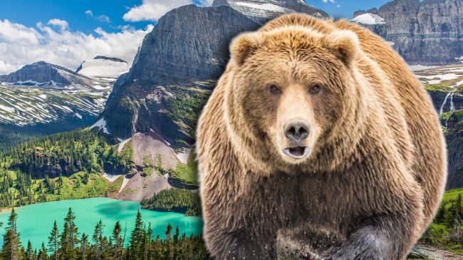Charging brown bear over Glacier National Park