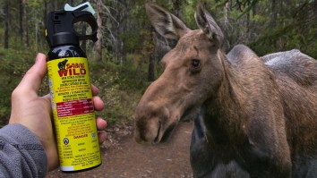 Montana Woman Deploys Bear Spray On Massive Moose That Went After Her Dogs After Wandering Into Yard (Video)