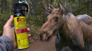 Person holding bear spray next to a moose