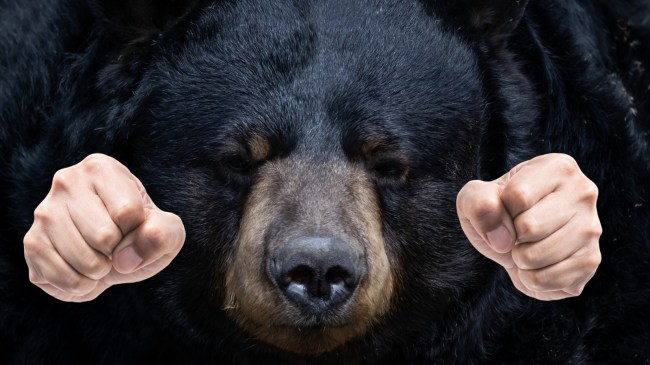 Pair of fists next to black bear