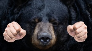 Pair of fists next to black bear