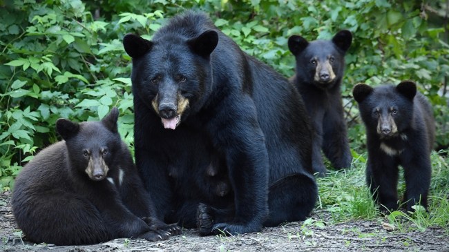 Black bear with cubs