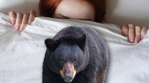 Woman hiding under blankets next to black bear