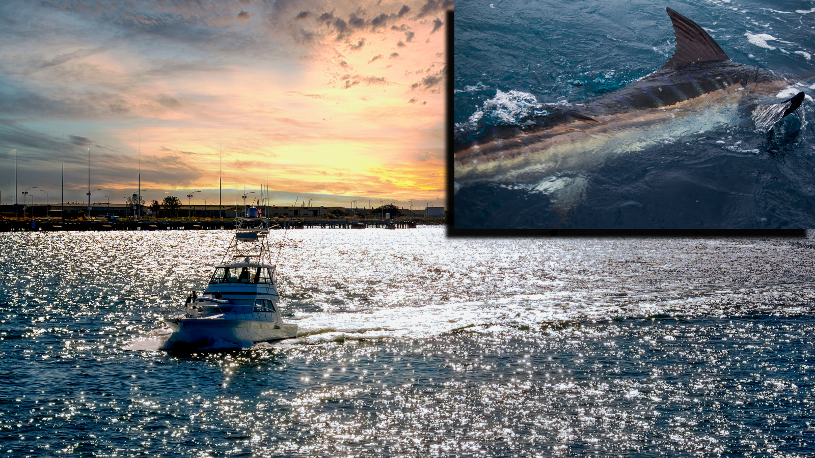 large blue marlin next to a fishing boat in San Diego, California