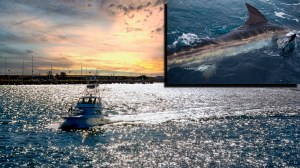 large blue marlin next to a fishing boat in San Diego, California