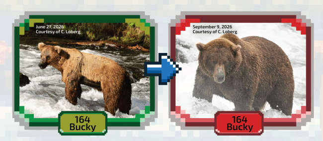 Bear 164 aka Bucky