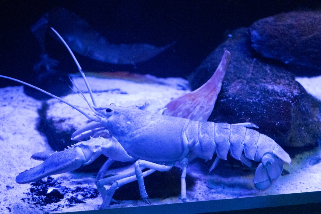 Cotton Candy Lobster
