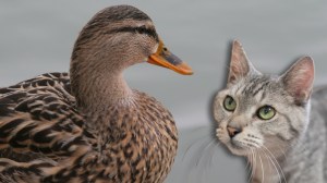 Grey cat staring at brown duck
