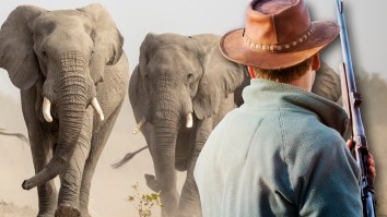 Poacher Trampled To Death By Elephants While Attempting To Shoot Rhino In South Africa