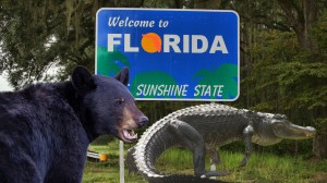 A 'Welcome to Florida' road sign with an alligator and a black bear in the forefront