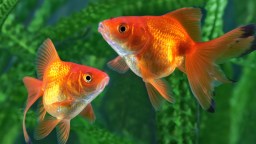 Arizona Fraternity Suspended After Allegedly Forcing Members To Chug Booze And Swallow Live Goldfish