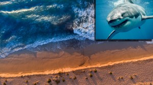 large great white shark next to picturesque City Beach suburb in Perth, Australia