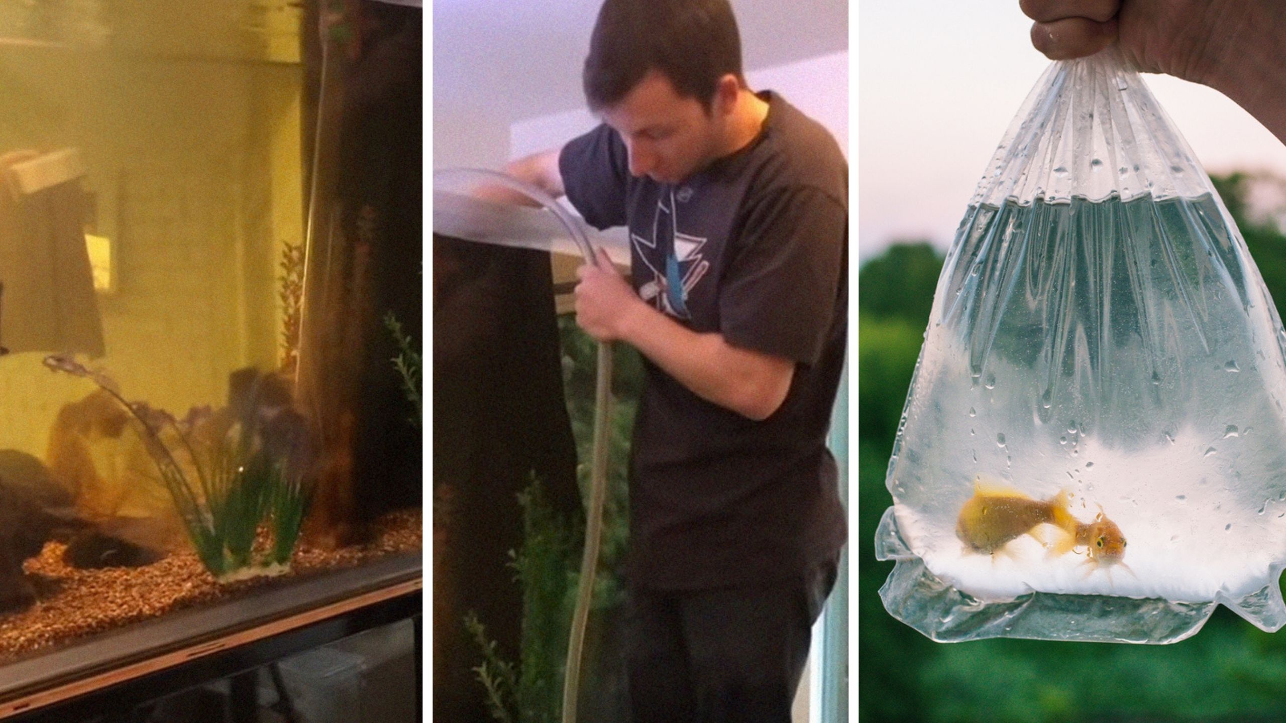 fish Tank (l) man filling a fish tank (c) fish inside a bag (r)