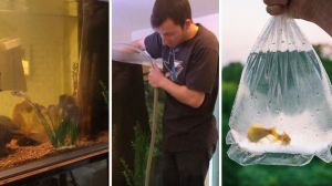 fish Tank (l) man filling a fish tank (c) fish inside a bag (r)