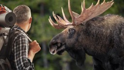 Rhode Island Man Hospitalized After Being Kicked By A Moose While Hiking In Colorado