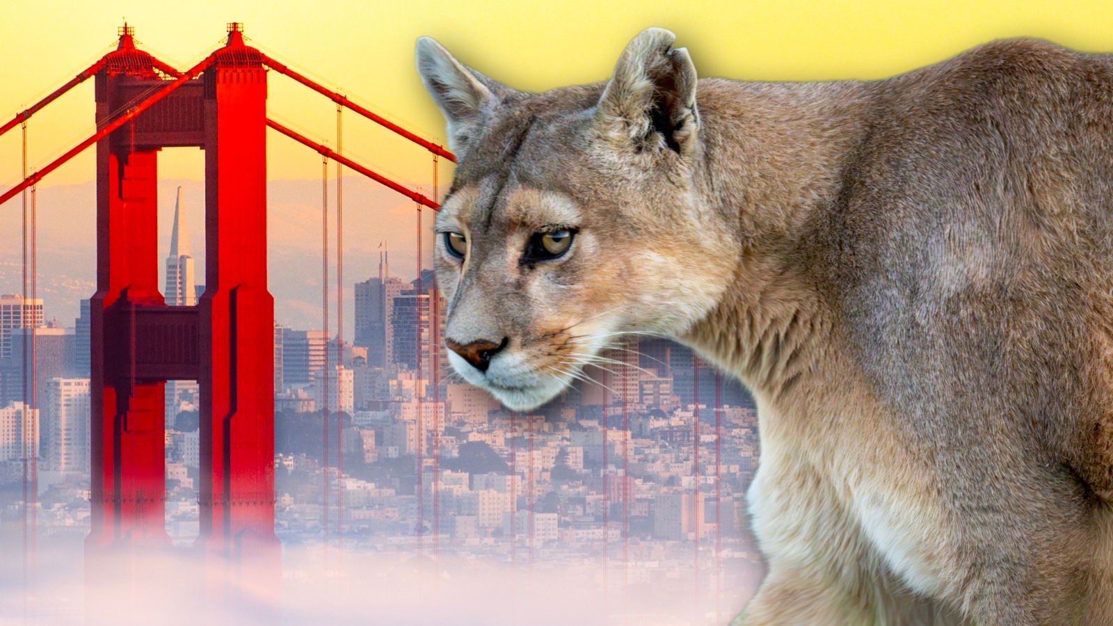 San Francisco Mountain Lion Captured After Tense Sunset District Standoff